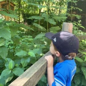 Young boy peeping over fence into a garden.